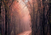 [NBA]马刺队超新星文班亚马赛季报销.